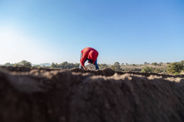 istock Onion planting process on a sunny day 2164638210