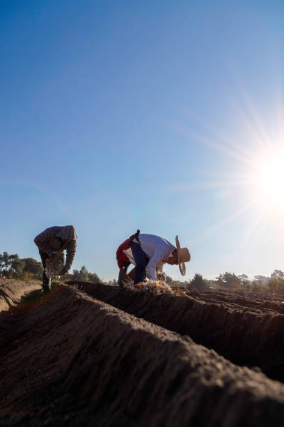 istock Expert hands planting onions in perfect rows 2164638391