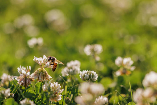 istock Honey bee collecting nectar on clover blossom. Pollination. Environmental concept, saving the bees concept 2164638843