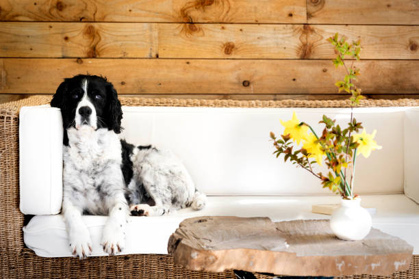 Free Stock Photo of Black and White Dog Sitting on Wooden Floor ...
