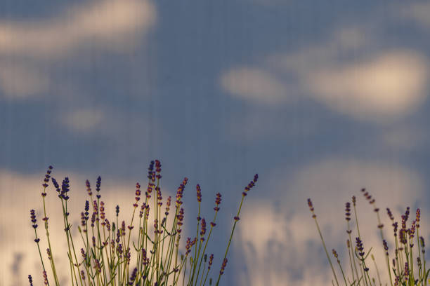 Levander (Lavandula angustifolia) blooming flower at sunset. Home garden composition ideas. Selective focus, beautiful bokeh.