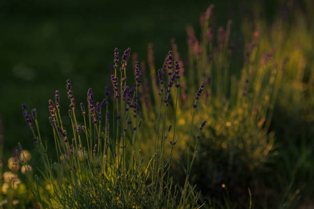 Levander (Lavandula angustifolia) blooming flower at sunset. Home garden composition ideas. Selective focus, beautiful bokeh.