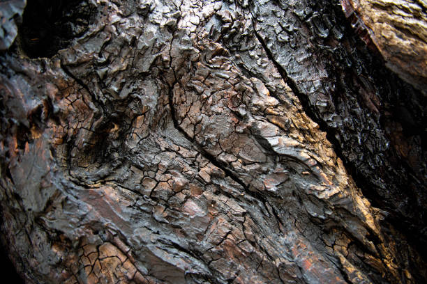 Tree trunk after the passage of fire