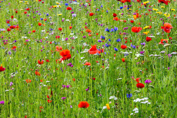 istock Nature's buzzing haven: A bee pasture fallow in full bloom, where wildflowers provide a vibrant feast for our hardworking pollinators 2164640185