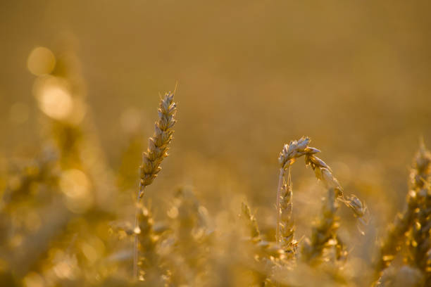 summer harvest, ripe ear of wheat in the agricultural field in the golden hour