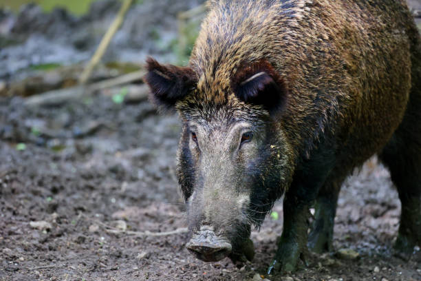 The National park in Lelystad, The Netherlands. Leafy wildlife park home to roaming boar, bison & deer, popular for hiking, biking & birdwatching.