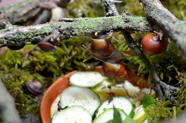 A lot of orange snails on a tree