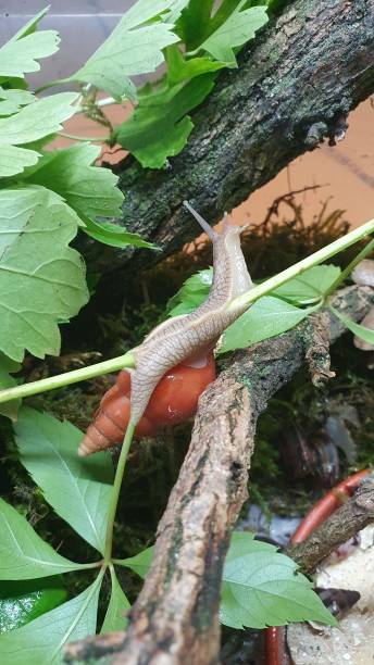 istock Orange snail on green leaves 2164645362