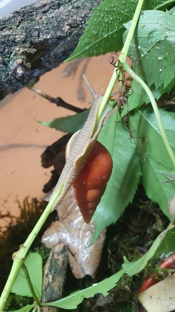 istock Orange snail on green leaves 2164645368