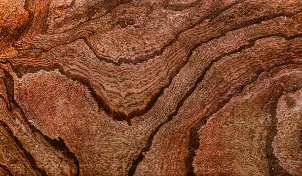Beautiful wood grain. Wood background. Wood grain pattern texture background