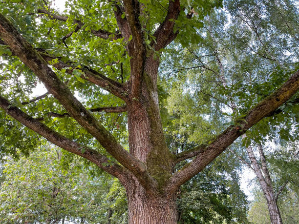 istock a huge tree crown in a city park 2164647837