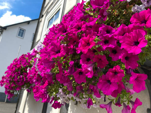istock purple flowers growing on a building 2164647848