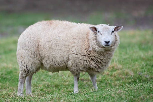 istock White Flemish sheep on meadow 2164648569