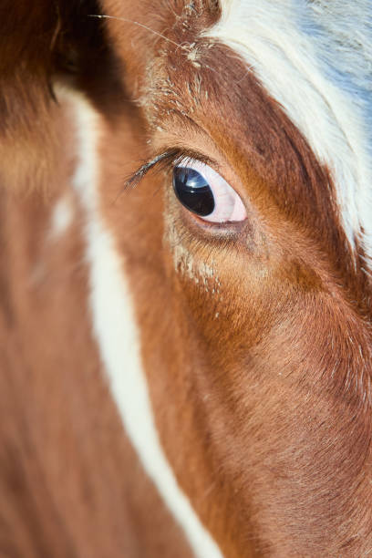 istock Close up head shot of cow 2164648571