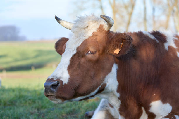 istock Close up head shot of cow 2164648582