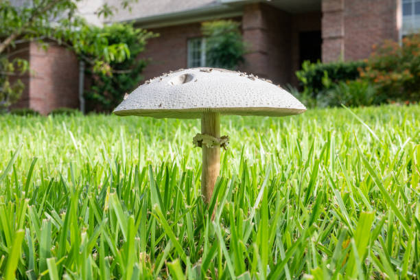 istock Parasol Mushroom on Lawn 2164648900