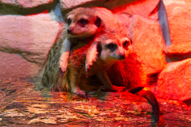 Two meerkats, side-by-side, sit attentively on a weathered log. The warm sunlight highlights their light brown fur and alert expressions.  Their position suggests a shared observation or interaction within their natural habitat.  The image evokes a sense of calm wildlife in its natural environment.