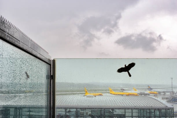 View from a visitor's terrace of a european airport with yellow cargo planes parked in the rain
