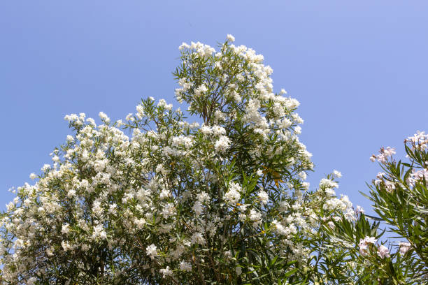 istock White Oleander Blossoms Against Blue Sky 2164651092
