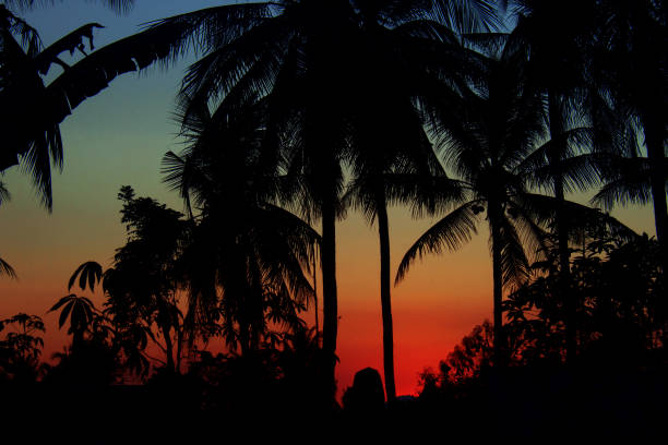 The Silhouette of Coconut Trees Against Blue and Orange Colorful Sky During The Sunset