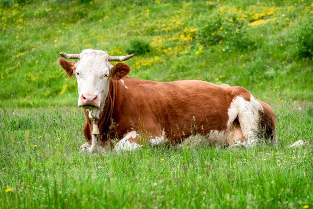 istock Beautiful Simmental cow 2164651625
