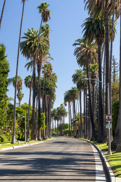 istock Beverly Hills street with tall palm trees 2164651715