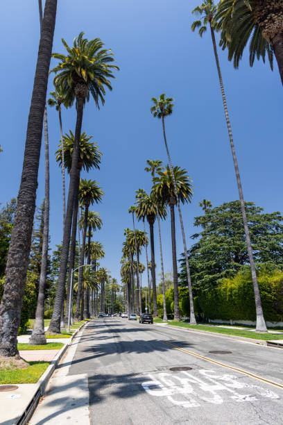 istock Beverly Hills street with tall palm trees 2164651750