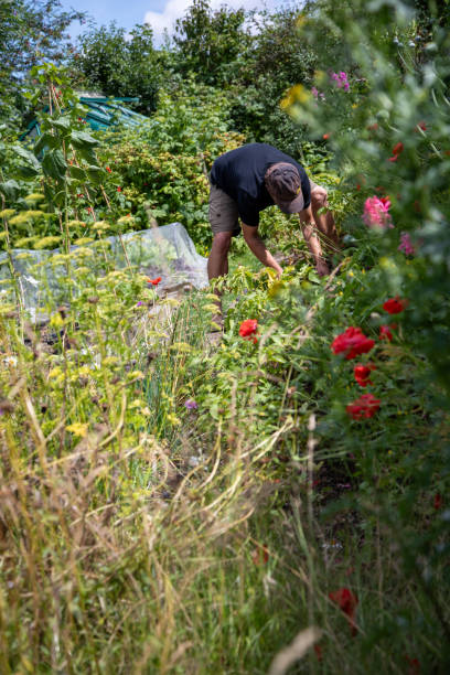 A man bends to pull out weeds in a flower-filled garden in summer