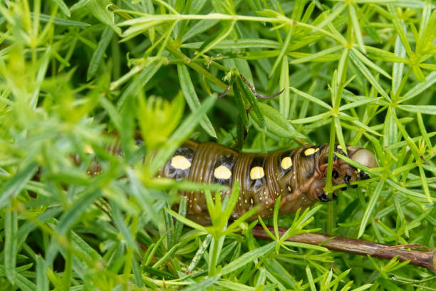 istock Caterpillar of bedstraw hawk-moth (Hyles gallii). 2164652697