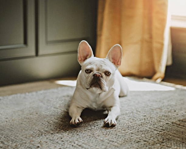 istock Cream French Bulldog 2164654621