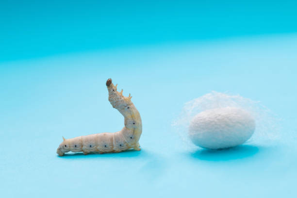 istock Silkworm and silkworm coocoon on blue background 2164655796