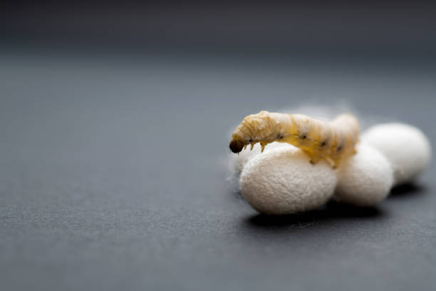 Silkworm and silkworm coocoons on black background.