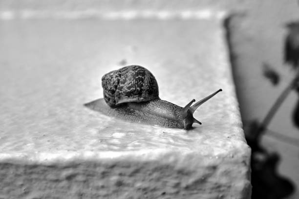 a red snail with a shell crawling on a concrete wall after rain in Greece, Greece