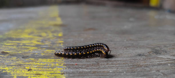 istock selective focus, close-up of millipedes mating on the cemen floor 2164657065
