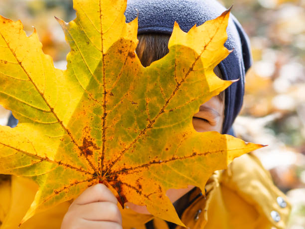 istock Boy is hiding behind yellow maple leaf. Autumn fun with fallen leaves in park. Leisure activity outdoors. Autism. Autism spectrum disorder. 2164658290