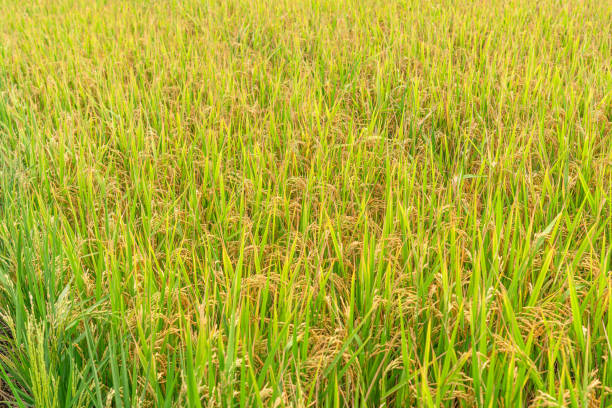 istock Golden Rice Field Ready for Harvest 2164659345