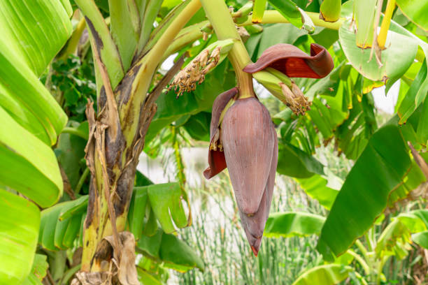 A bunch of unripe green bananas on a banana tree, along with the banana flower (also known as the banana blossom or inflorescence). The bananas are still developing and are attached to the main stalk of the tree. Below the cluster of bananas, the banana flower hangs down, characterized by its large, red-purple bracts and a pointed tip.