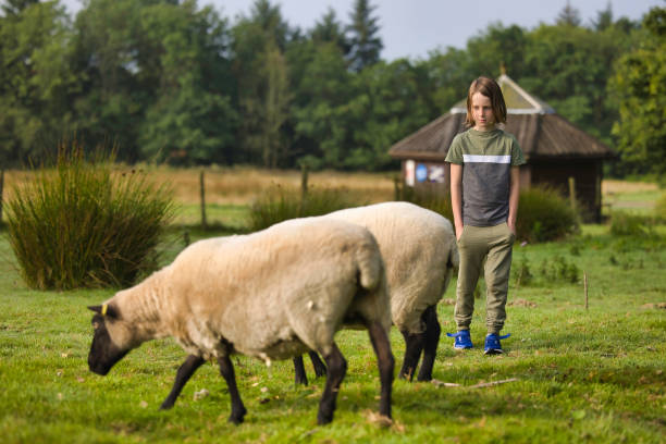 istock Little boy checking his sheep are ok 2164660235