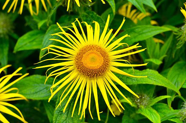 Bright yellow Inula hookeri  flower in bloom. Close-up.