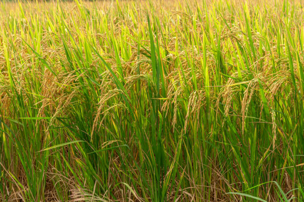 istock Golden Rice Field Ready for Harvest 2164660882