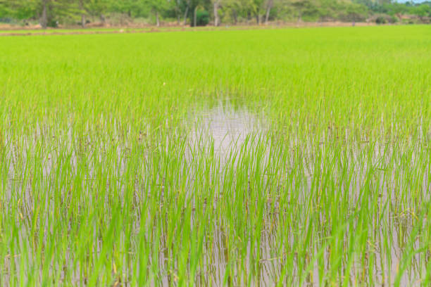 A serene and vibrant image capturing young rice seedlings sprouting in a flooded paddy field. The fresh green shoots are reflected in the shallow water, illustrating the early stages of rice cultivation. The soft, natural lighting enhances the delicate nature of the seedlings and the lush green hue of the plants. This photograph is ideal for themes related to agriculture, growth, and the natural cycle of life, showcasing the beginning of a rice crop's journey. The image highlights the traditional method of rice farming and the peaceful atmosphere of a rural landscape.