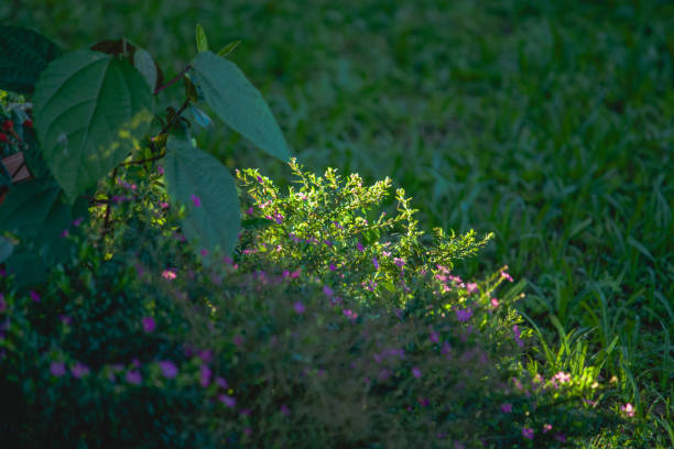 The photograph features a stunning shrub adorned with small pink flowers, each delicately illuminated by sunlight. The vibrant hues of the flowers stand out brilliantly against the lush green foliage, creating a lively and cheerful scene in the garden. The sunlight enhances the flowers' natural color, casting a warm glow that accentuates their intricate details and delicate petals. The soft interplay of light and shadow adds depth to the image, highlighting the flowers' textures and the overall vibrancy of the shrub. This picturesque display captures the essence of a sunlit garden, celebrating the beauty and joy of nature in full bloom.