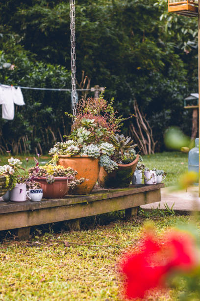 istock Succulent plant pots on an old deck in a rustic country garden, adding a touch of greenery and charm to the outdoor space. 2164662475