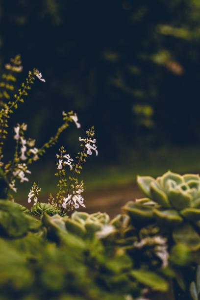 The photograph presents a close-up view of small, delicate white flowers scattered across a dark green background. The contrast between the pristine white petals and the deep green backdrop highlights the flowers' intricate details and fragile beauty. The background is softly blurred, emphasizing the crisp, clean lines of each flower and their subtle textures. The soft lighting accentuates the flowers' gentle appearance and enhances the overall mood of tranquility and elegance. This composition captures the natural simplicity and charm of the flowers, making them stand out against the rich, dark green hues that frame them