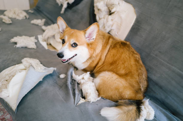 istock dog shreds the sofa 2164662779