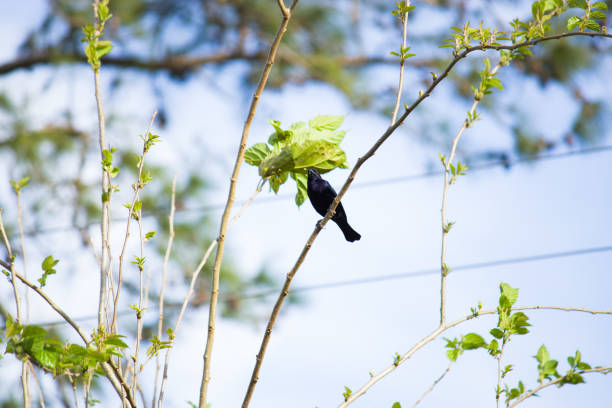 A striking photograph captures a shiny cowbird perched gracefully on a mulberry tree. The bird’s dark, iridescent feathers gleam in the light, contrasting with the lush green leaves of the tree. The surrounding environment is a dense foliage of the mulberry tree, with ripe mulberries subtly visible. The composition emphasizes the bird’s elegant stance and the rich textures of the leaves and fruits, providing a vivid portrayal of this avian species in its natural habitat