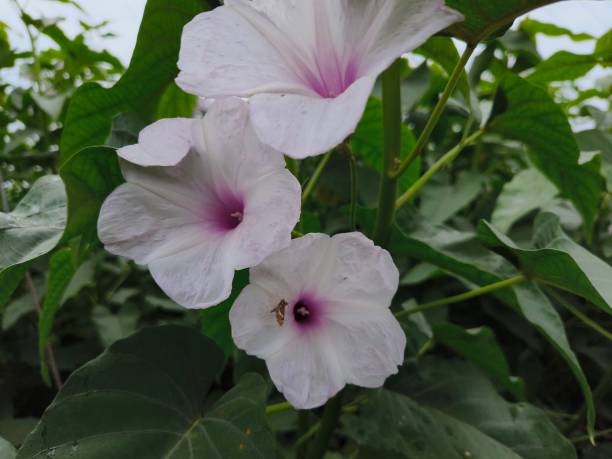 istock Ipomoea carnea flowers 2164663253
