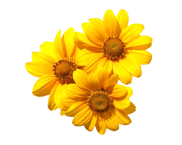 istock Yellow heliopsis flower isolated on white background 2164664614
