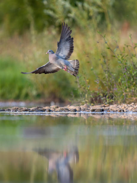 istock Stock dove, Columba oenas 2164664907