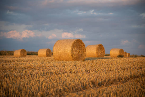 istock Haystacks on the field, on the sunset 2164665399
